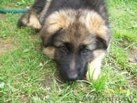 Немецкой овчарки щенки (девочки) - Изображение #3, Объявление #59638