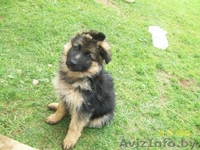 Немецкой овчарки щенки (девочки) - Изображение #1, Объявление #59638