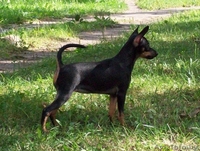 той-терьер, девочка - Изображение #1, Объявление #56535