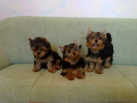 Щенки Йоркширского терьера, девочки - Изображение #3, Объявление #51721