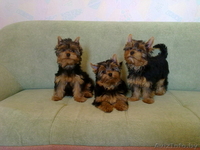 Щенки Йоркширского терьера, девочки - Изображение #1, Объявление #51721