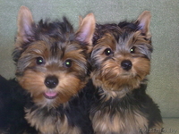 Щенки Йоркширского терьера, девочки - Изображение #5, Объявление #51721