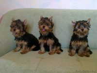 Щенки Йоркширского терьера, девочки - Изображение #4, Объявление #51721