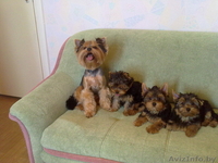Щенки Йоркширского терьера, девочки - Изображение #2, Объявление #51721