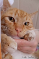 рыженький кот в дар - Изображение #1, Объявление #54300
