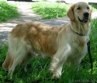 золотистый ретривер (голден) - щенки - Изображение #2, Объявление #45150