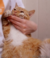 рыженький кот в дар - Изображение #2, Объявление #54300