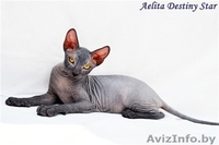  Донские сфинксы киевского питомника - Изображение #1, Объявление #59676