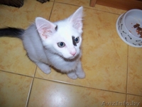 Котенок-мечта по имени Марочка искренне мечтает о семье - Изображение #4, Объявление #58477