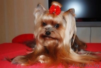 щенкf йоркширского терьера - Изображение #1, Объявление #37263