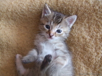 Котенок ищет себе новый дом - Изображение #2, Объявление #50613