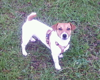 Ищу девочку джек рассела для вязки - Изображение #3, Объявление #48171