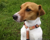 Ищу девочку джек рассела для вязки - Изображение #2, Объявление #48171