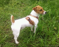 Ищу девочку джек рассела для вязки - Изображение #1, Объявление #48171