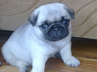 продам щенков мопса - Изображение #1, Объявление #59953