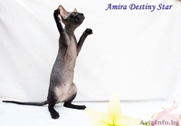  Донские сфинксы киевского питомника - Изображение #3, Объявление #59676