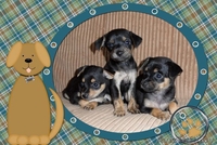 милые крошки тойчики - Изображение #2, Объявление #53371