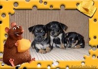 милые крошки тойчики - Изображение #1, Объявление #53371