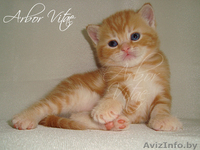 Британские медвежата - Изображение #2, Объявление #55658