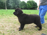 Ньюфаундленда щенки - Изображение #4, Объявление #17817