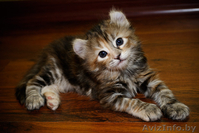 котята на продажу - Изображение #4, Объявление #49010