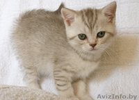 Британские котята с родословной - Изображение #1, Объявление #56346