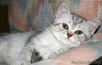 Британские котята с родословной - Изображение #2, Объявление #56346
