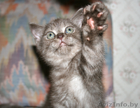Британские котята с родословной - Изображение #4, Объявление #56346