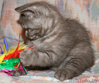 Британские котята с родословной - Изображение #3, Объявление #56346