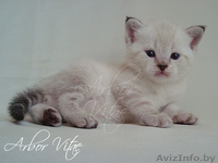 Британские медвежата - Изображение #1, Объявление #55658