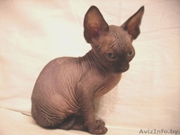 КАНАДСКИЙ СФИНКС котята - Изображение #2, Объявление #57921