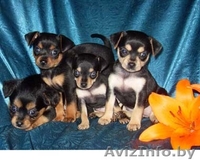 щенки той терьера - Изображение #3, Объявление #58001