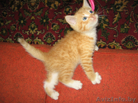 Левушка - котенок цвета спелых апельсинов - Изображение #2, Объявление #58442