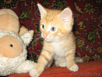 Левушка - котенок цвета спелых апельсинов - Изображение #1, Объявление #58442