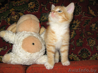Левушка - котенок цвета спелых апельсинов - Изображение #3, Объявление #58442