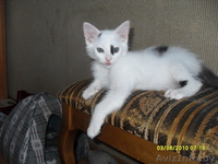 Котенок-мечта по имени Марочка искренне мечтает о семье - Изображение #2, Объявление #58477