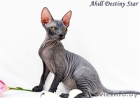  Донские сфинксы киевского питомника - Изображение #2, Объявление #59676