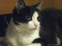 Классическая красавица - умница-скромница Мона ищет добрую семью - в дар - Изображение #3, Объявление #56980