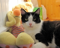 Классическая красавица - умница-скромница Мона ищет добрую семью - в дар - Изображение #4, Объявление #56980