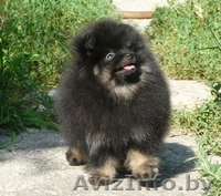шпиц померанский черн -подпалый - Изображение #1, Объявление #59182