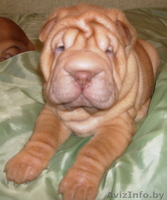 продаются шенки шарпея - Изображение #3, Объявление #54325