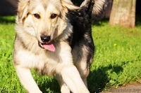 Молодая собака (7-8 мес) в дар - Изображение #3, Объявление #40527