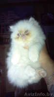 Персидский котёнок - Изображение #1, Объявление #48835