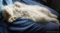 Персидский котёнок - Изображение #2, Объявление #48835