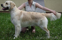 золотистый ретривер (голден) - щенки - Изображение #3, Объявление #45150