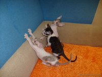 Котята корниш рекс (девочки) - Изображение #2, Объявление #47793