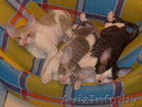 Котята корниш рекс (девочки) - Изображение #1, Объявление #47793