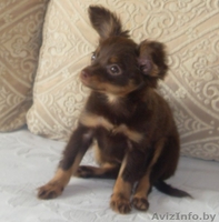 Продается Русский длинношорстый той-терьер - Изображение #4, Объявление #59865