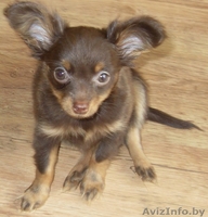 Продается Русский длинношорстый той-терьер - Изображение #1, Объявление #59865