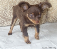 Продается Русский длинношорстый той-терьер - Изображение #2, Объявление #59865